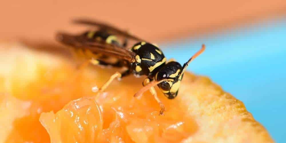 5 manieren om wespen van je eettafel weg te houden