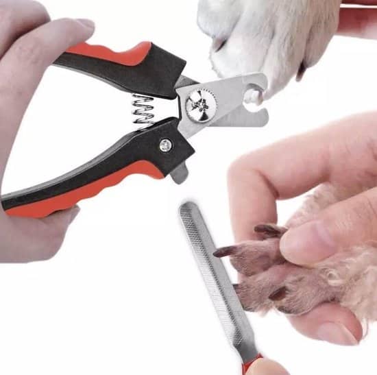 De 6 beste nagelscharen voor katten (2026
